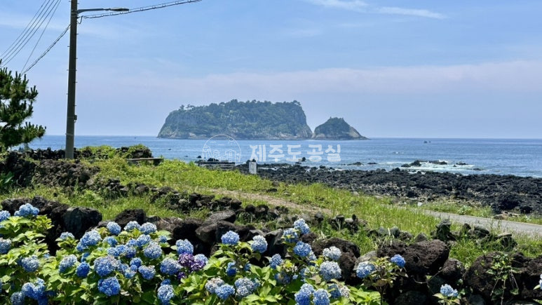 제주 서귀포시 호근동 [호근동] 속골인근/연매출2억원대/야외수영장/성업중인/농어촌민박/펜션/양도양수/임대 연세 매물번호 10689 사진 1