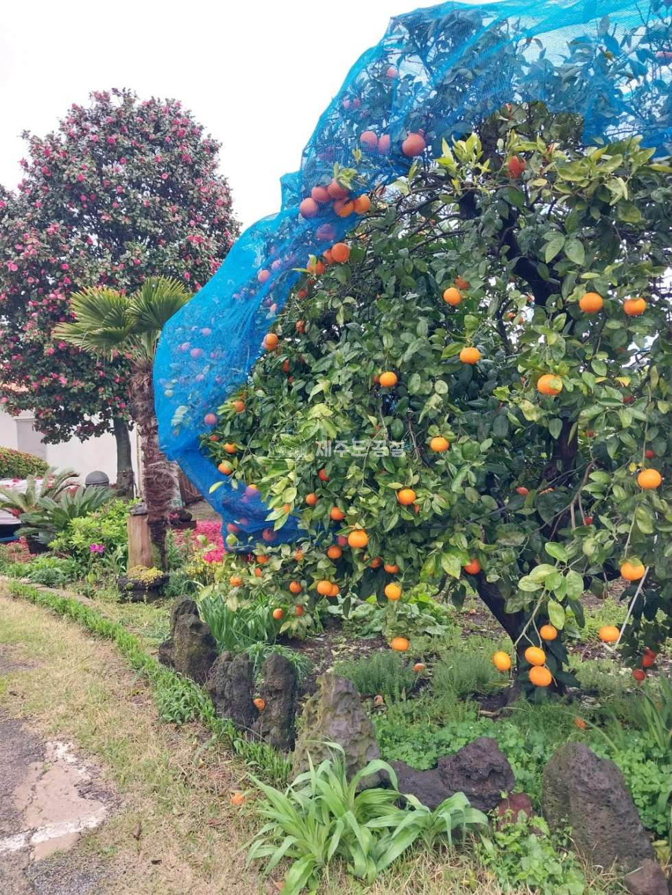 제주 서귀포시 남원읍 하례리 남원읍/5억원대/300평대/귤밭있는/임대수익가능/전원주택/2층집/매매 매매 매물번호 10124 사진 8